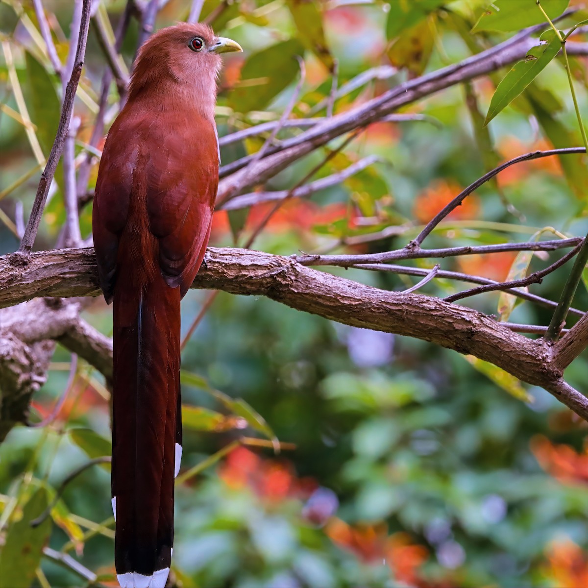 Common Squirrel-Cuckoo - ML646811044