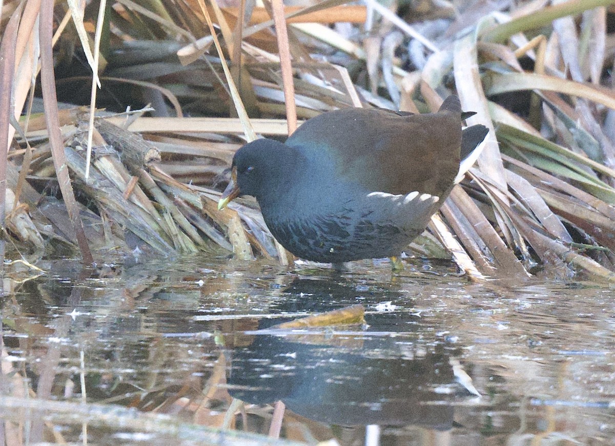 Amerikateichhuhn - ML646811046