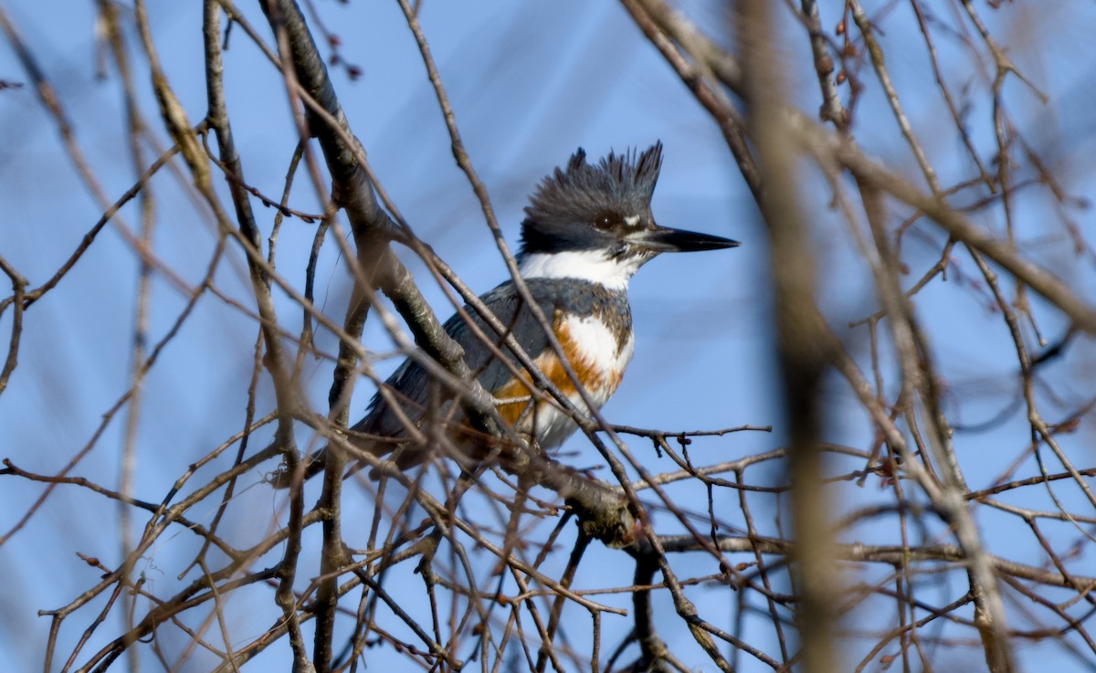 Опоясанный зимородок - ML646811047