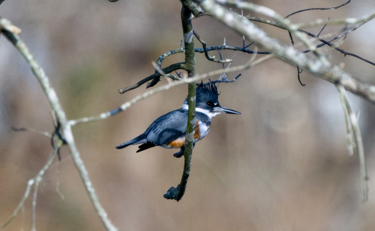 Опоясанный зимородок - ML646811048