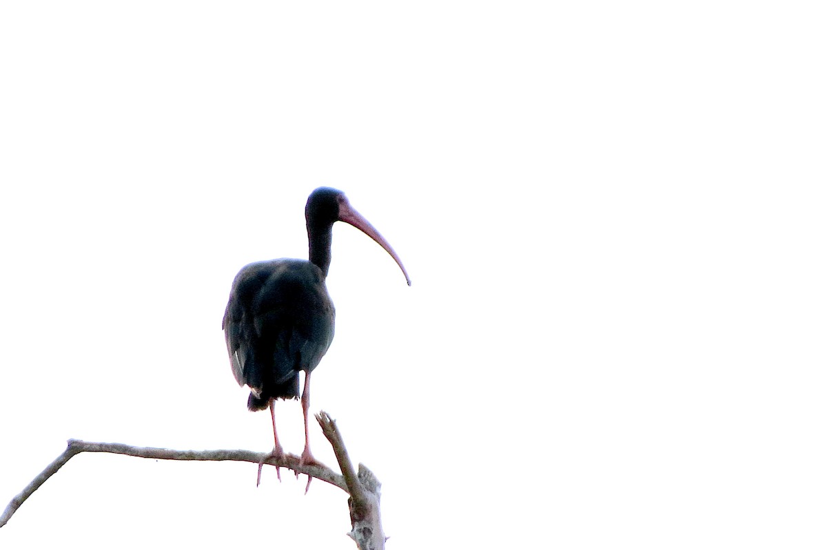 Nacktzügelibis - ML646811049