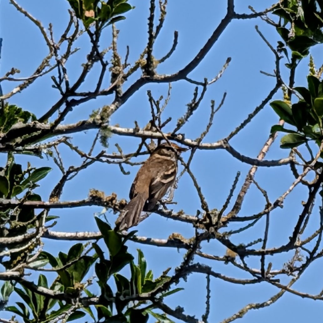 kjerrtyrann - ML646811056