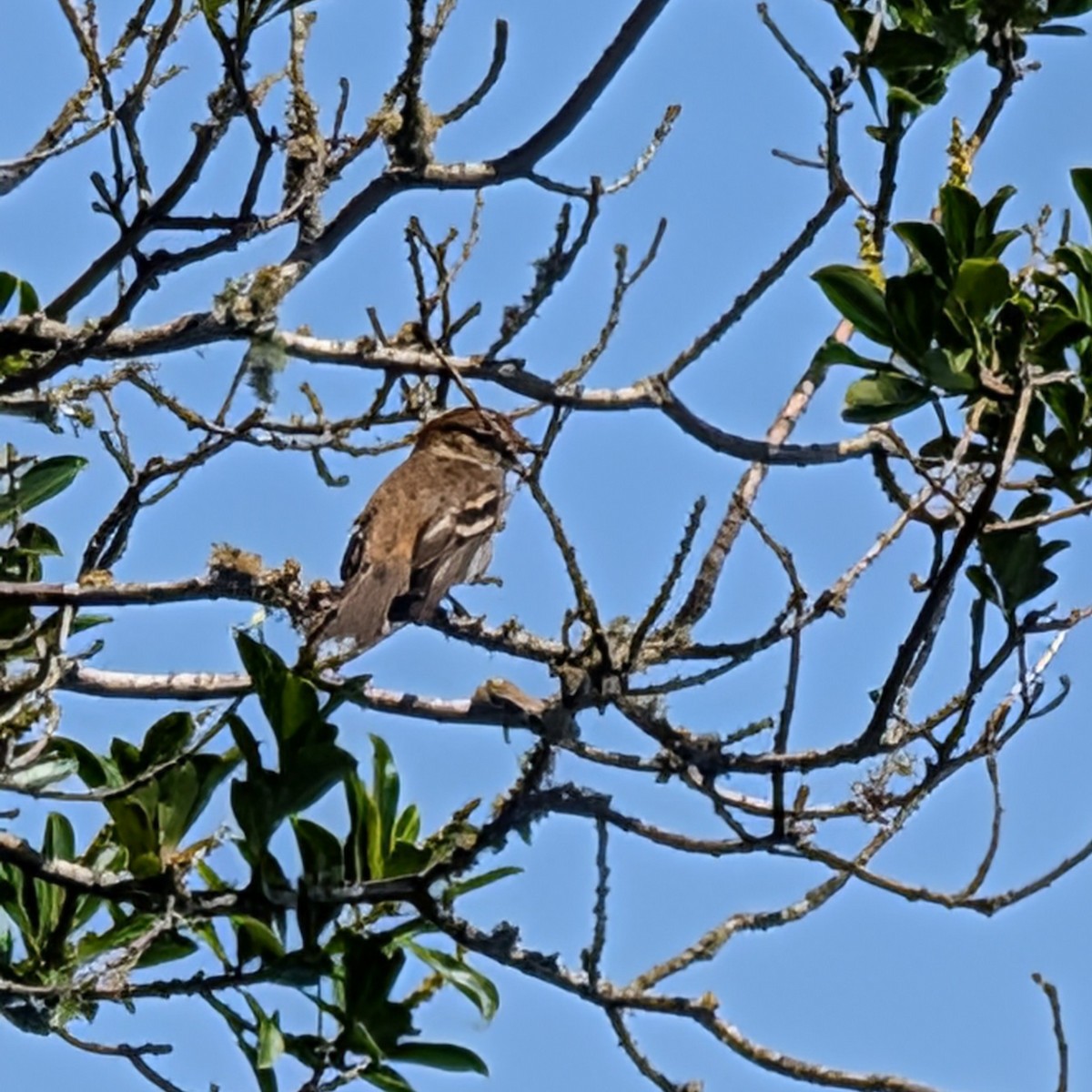 kjerrtyrann - ML646811057