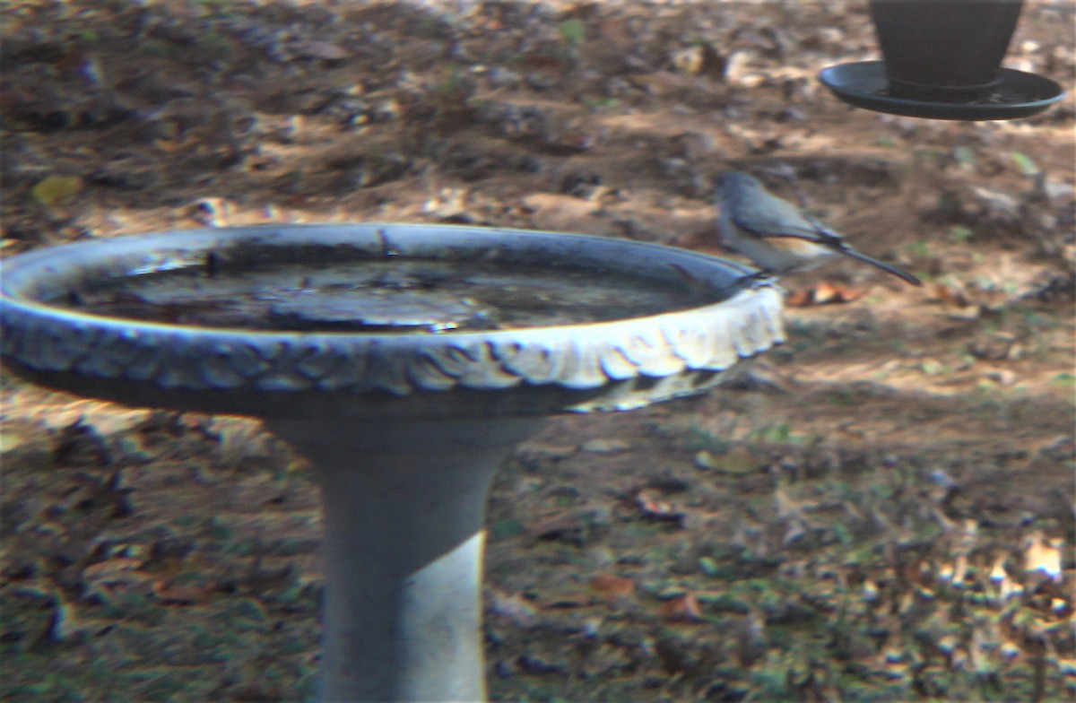 Grauhäubchenmeise - ML646811058