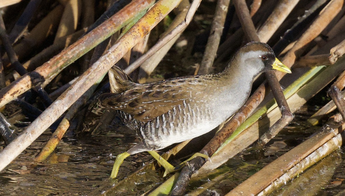 Polluela Sora - ML646811060