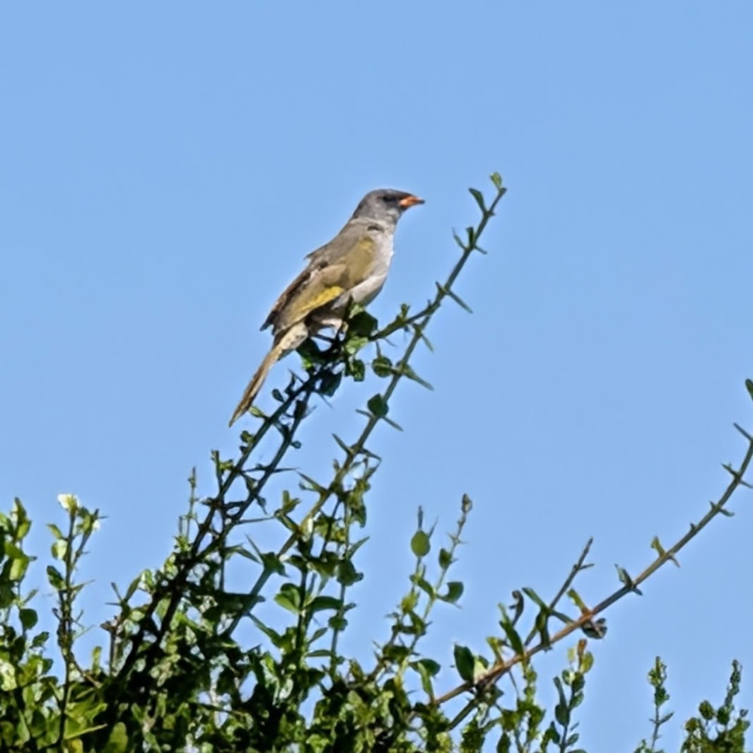 pampasspurv - ML646811061