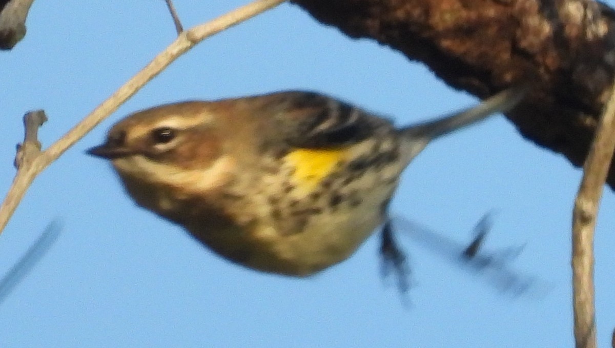 Yellow-rumped Warbler - ML646811062