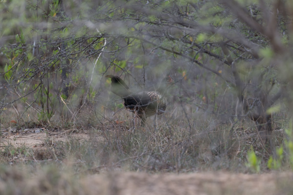 brokadehane - ML646811064