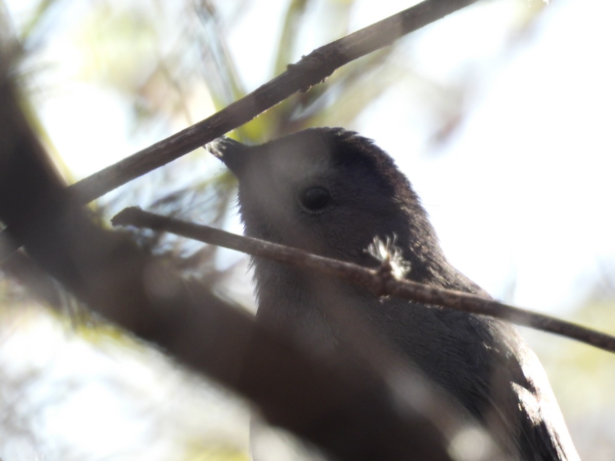 Кошачий пересмешник - ML646811065
