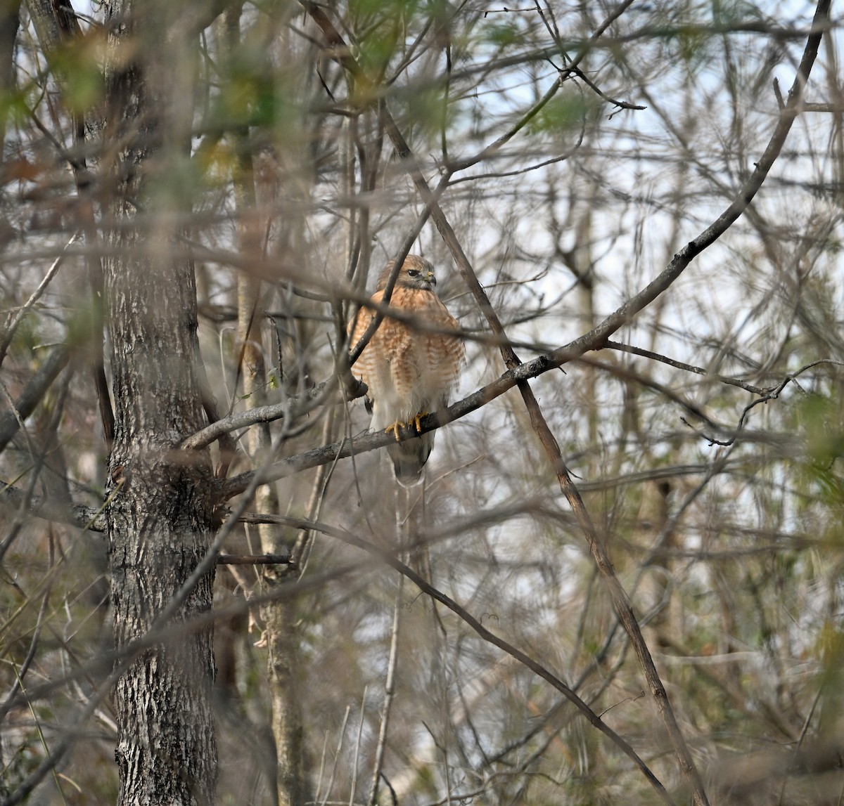 Red-shouldered Hawk - ML646811067