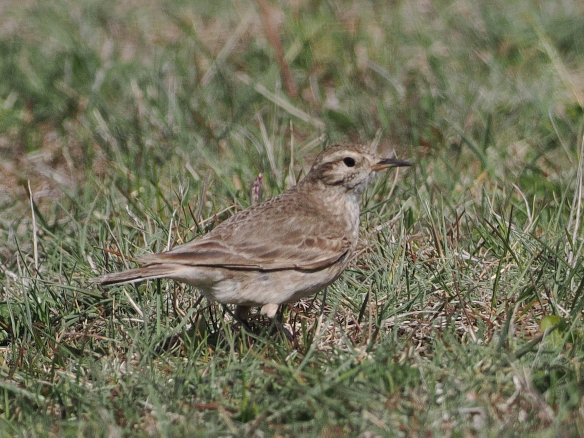 Common Miner (Patagonian) - ML646811069