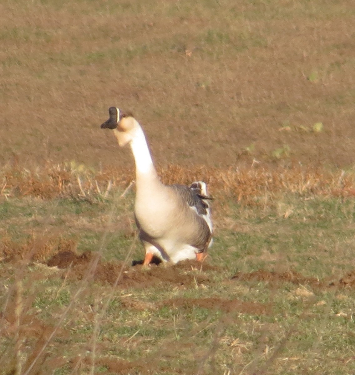 Ánsar Cisnal (variedad doméstica) - ML646811070