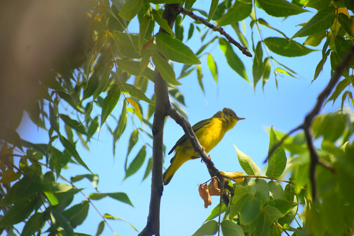 Sarı Ötleğen - ML646811071