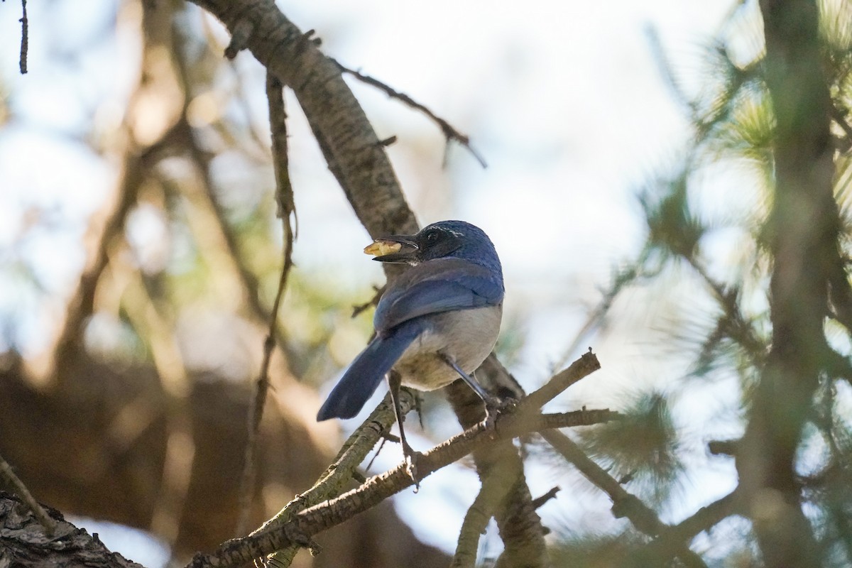 California Scrub-Jay - ML646811072