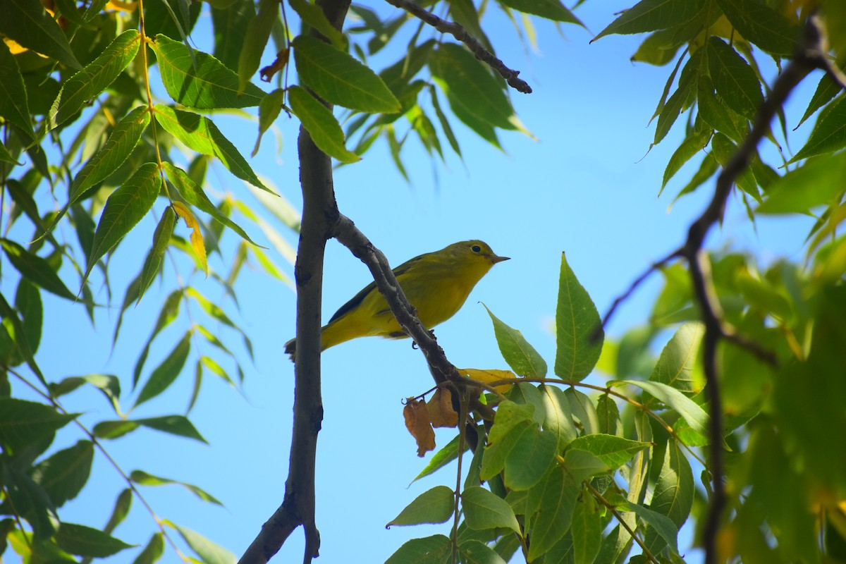 Sarı Ötleğen - ML646811073