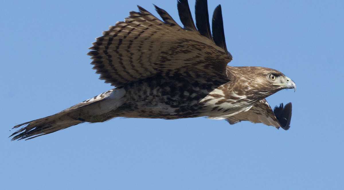 Rotschwanzbussard - ML646811074