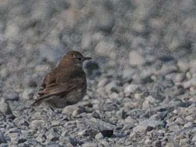 Short-billed Miner - ML646811077