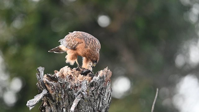 Канюк рудоплечий - ML646811082
