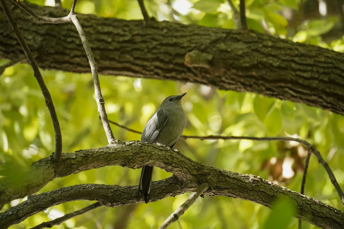 Gri Kedikuşu - ML646811083