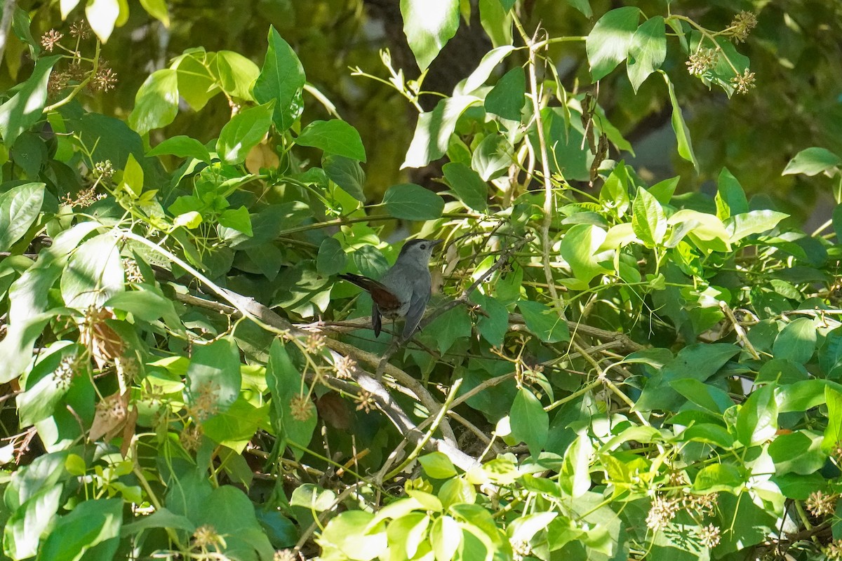 Gri Kedikuşu - ML646811084