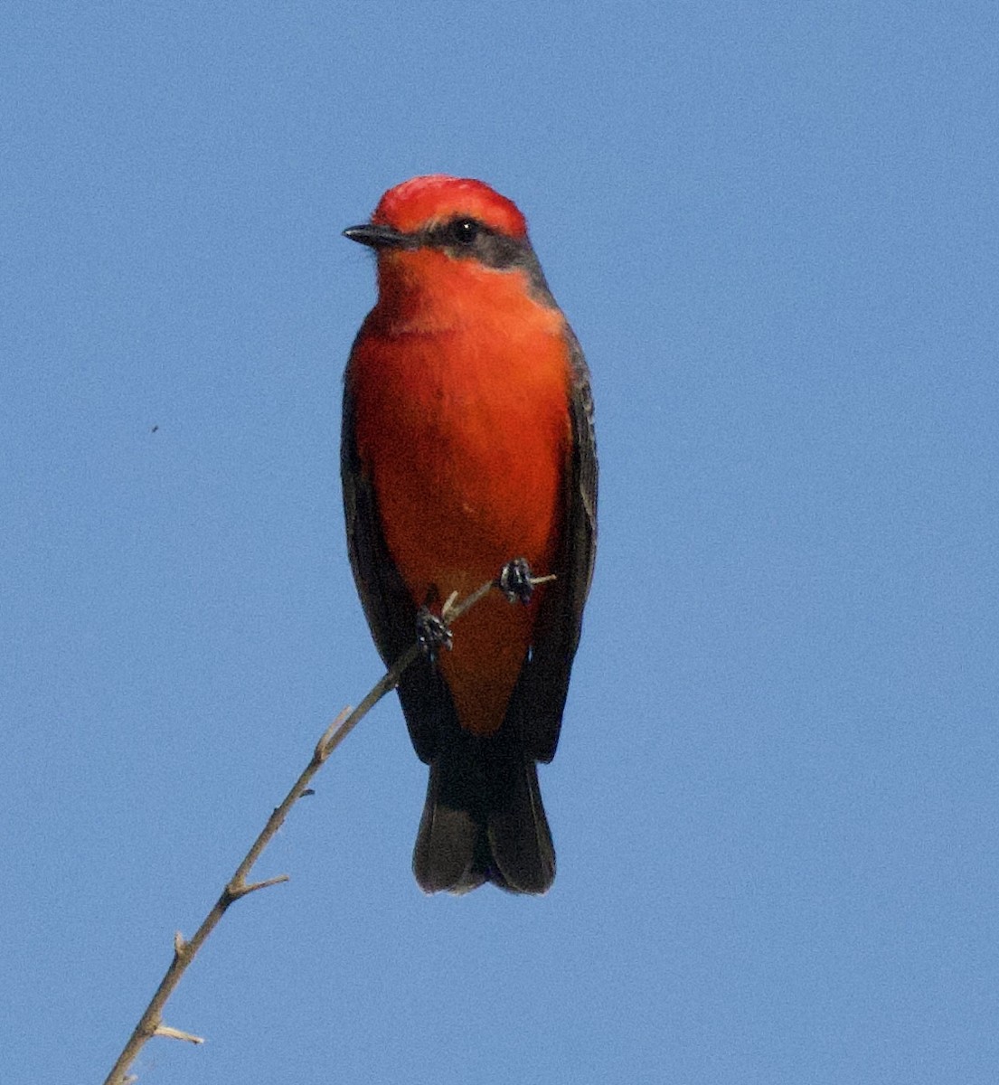 Rubintyrann - ML646811086