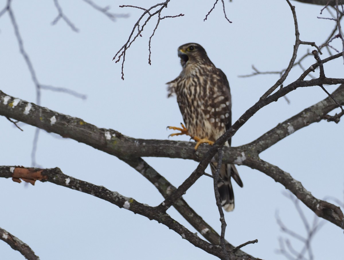 Merlin - ML646811087