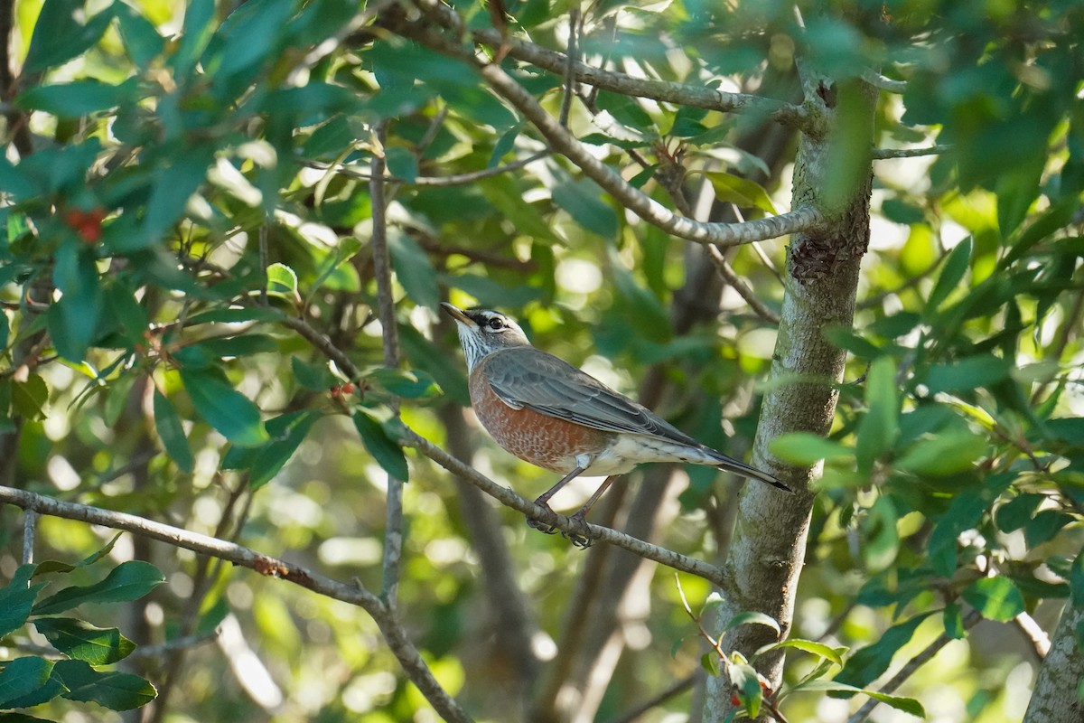 American Robin - ML646811088