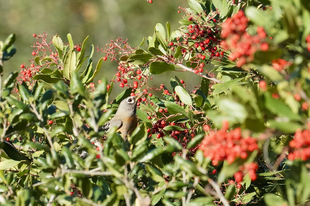 American Robin - ML646811089