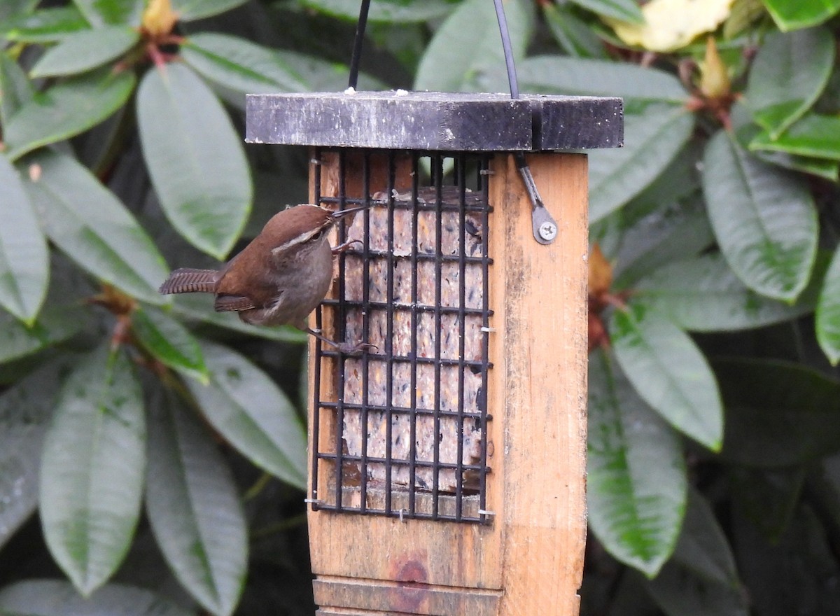 Cucarachero Colinegro - ML646811112