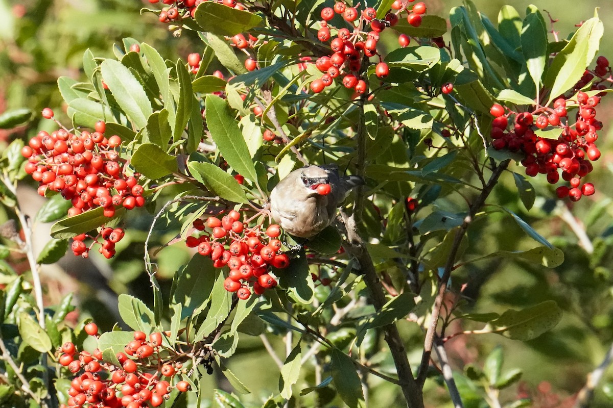 Cedar Waxwing - ML646811114