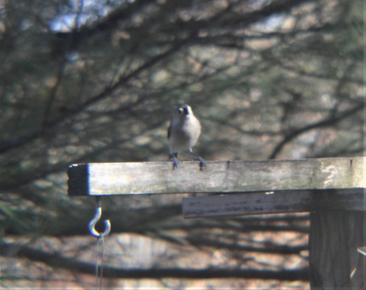 Grauhäubchenmeise - ML646811116