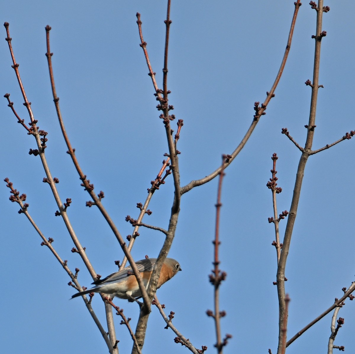 Eastern Bluebird - ML646811117