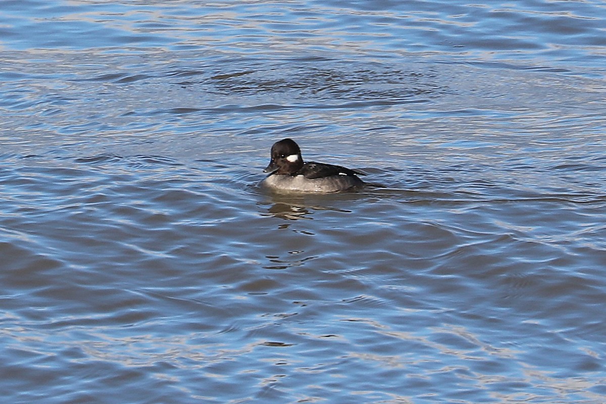 Bufflehead - ML646811119