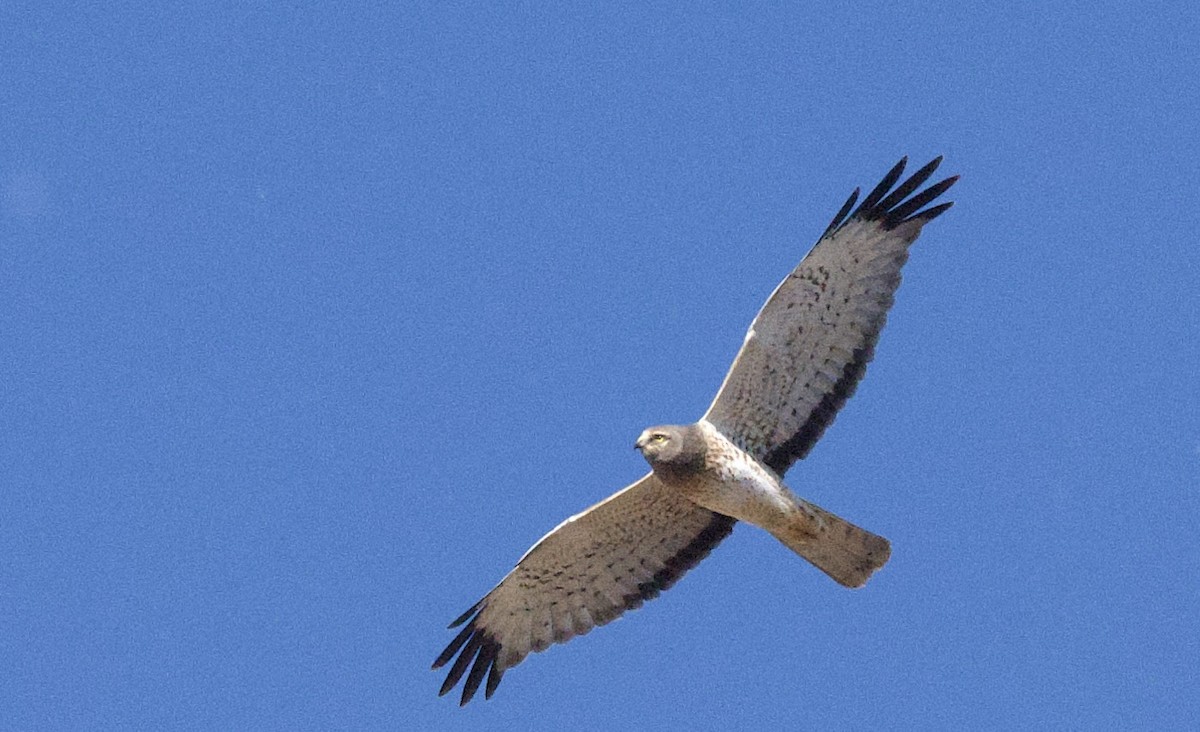 Hudsonweihe - ML646811120