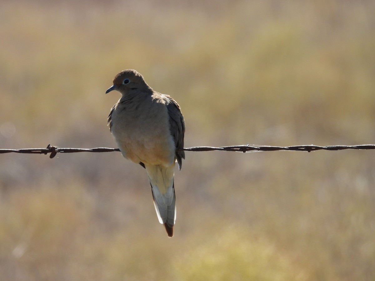 Mourning Dove - ML646811122