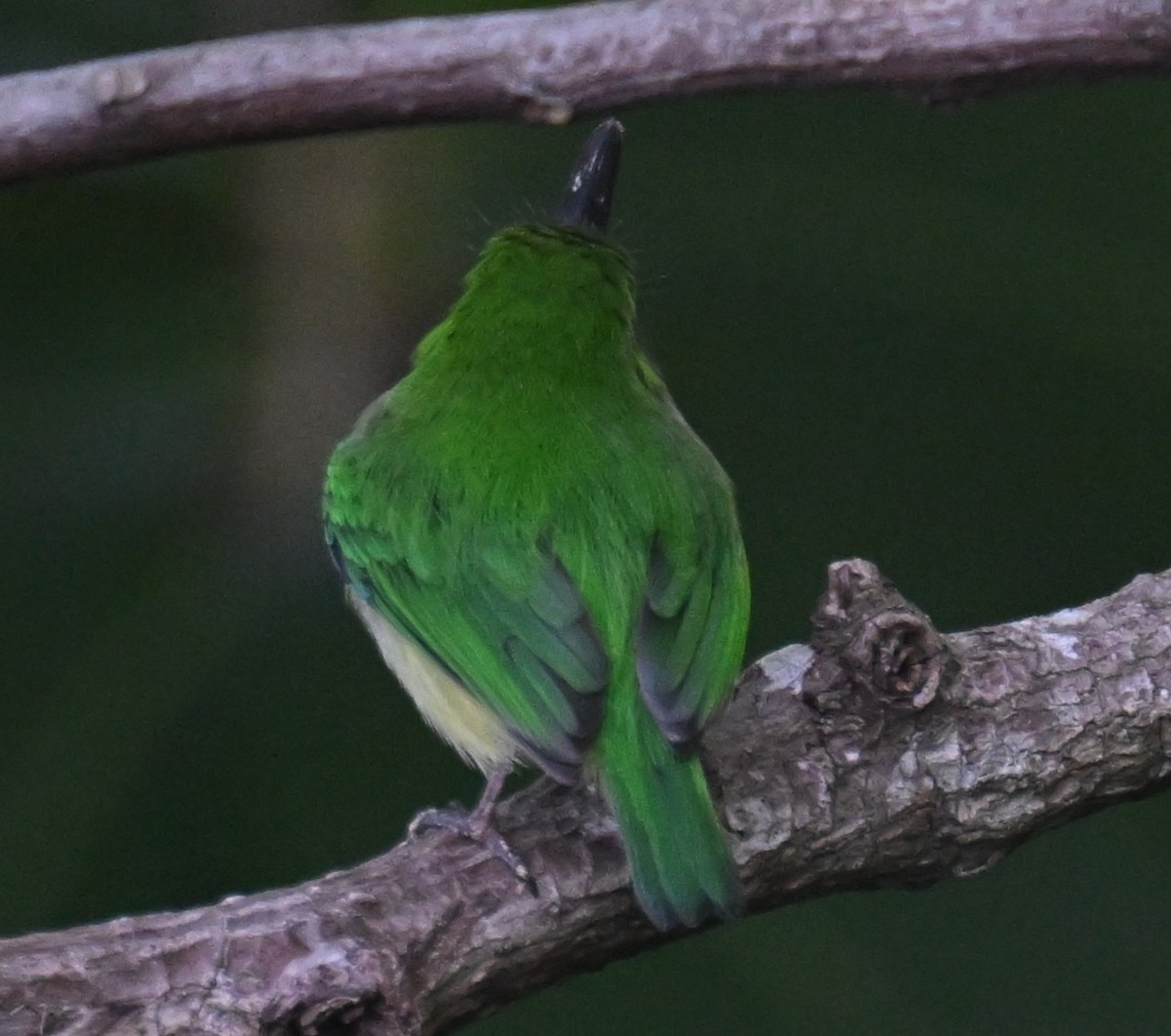 Puerto Rican Tody - ML646811123