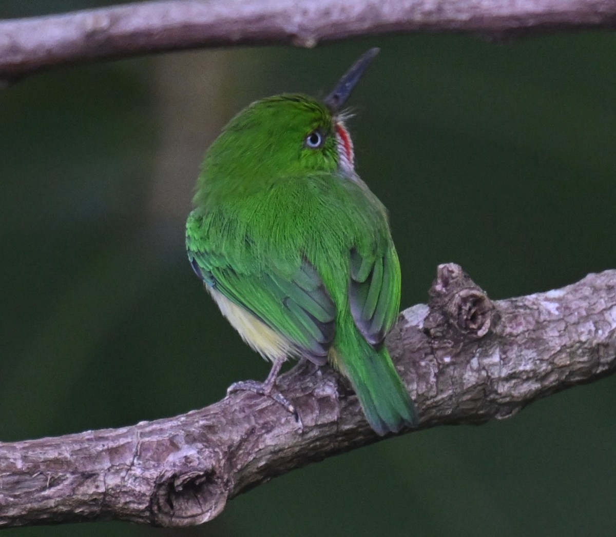 Puerto Rican Tody - ML646811124