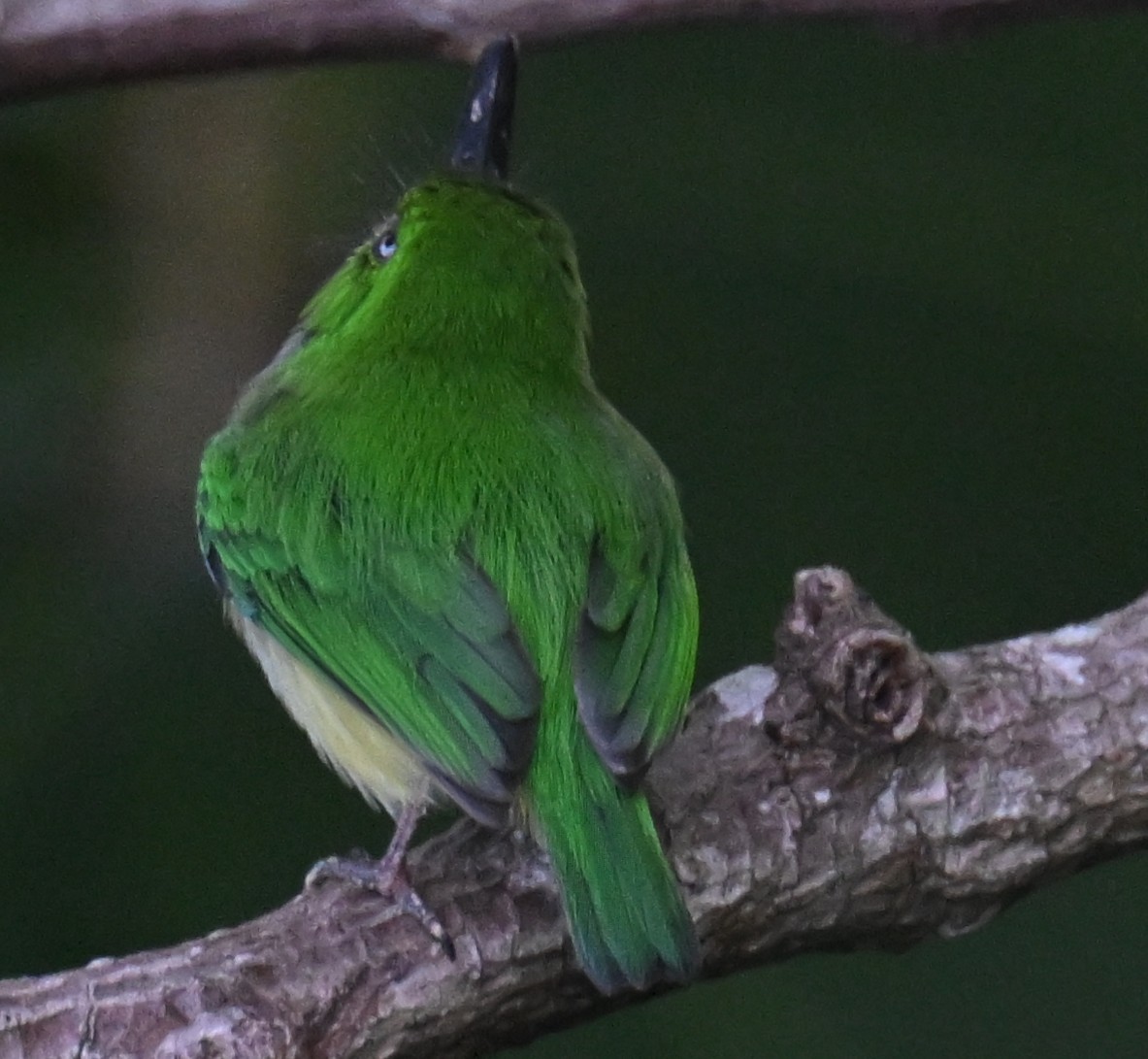Puerto Rican Tody - ML646811125