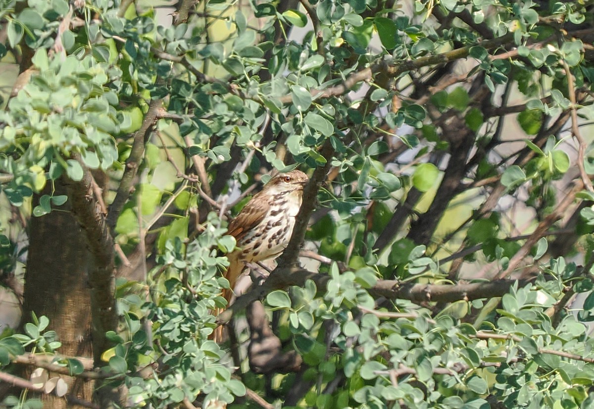 Spotted Morning-Thrush - ML646811126