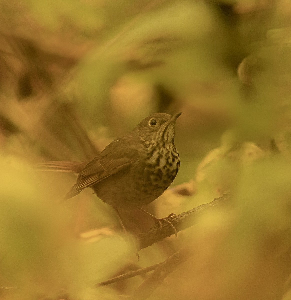 Hermit Thrush - ML646811127