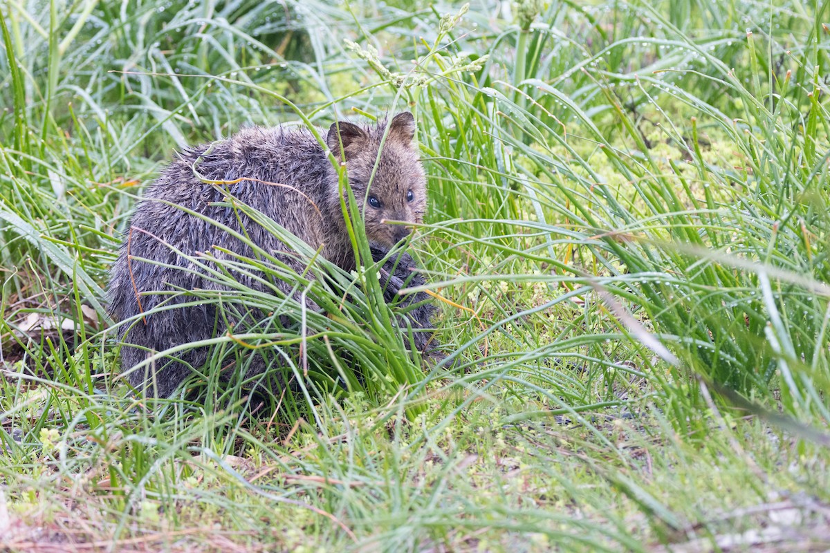 Quokka - ML646811128