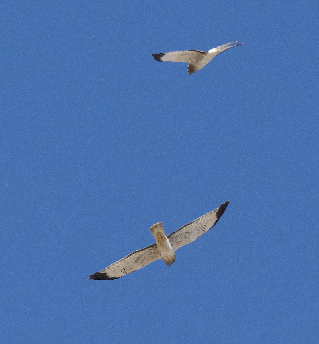 Hudsonweihe - ML646811129