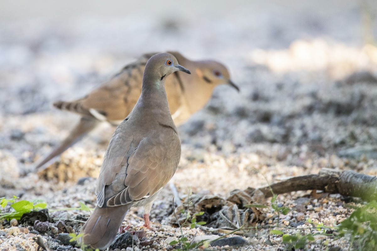 White-winged Dove - ML646811130