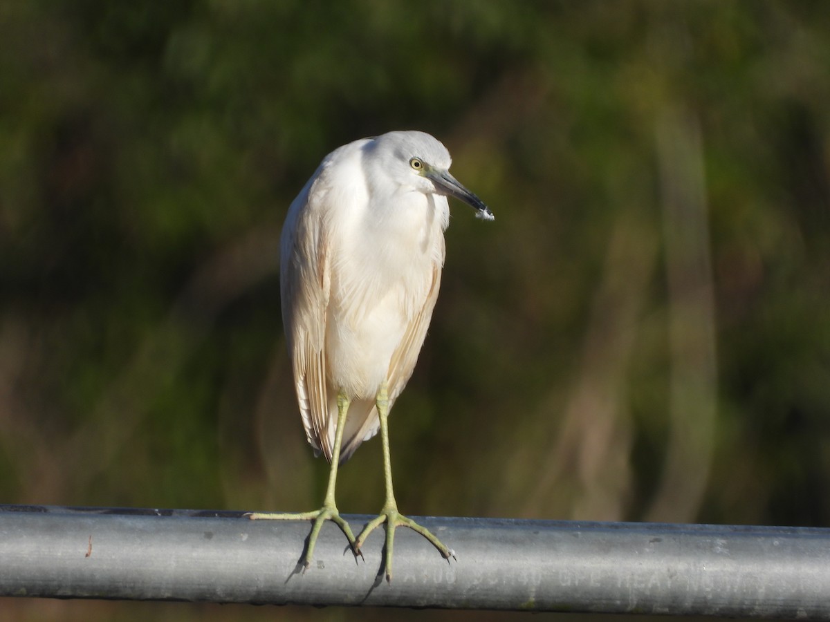 Little Blue Heron - ML646811131