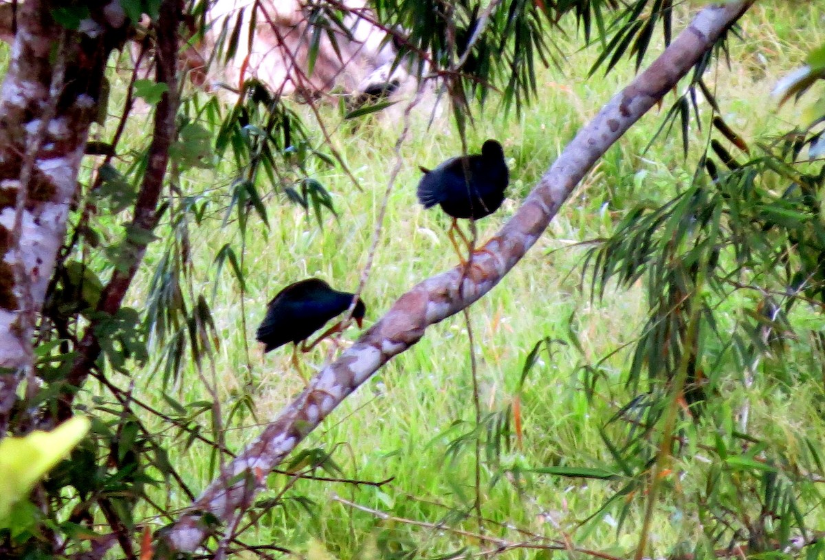 Sarı Bacaklı Sazhorozu - ML646811133