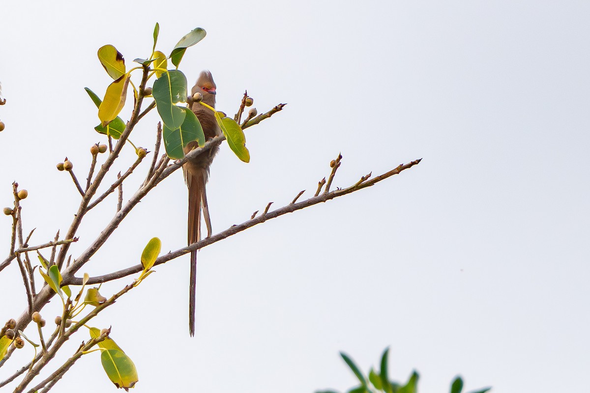 Red-faced Mousebird - ML646811135