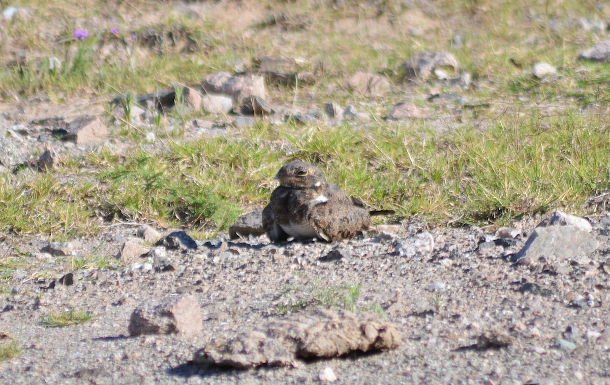 Nacunda Nighthawk - ML646811136