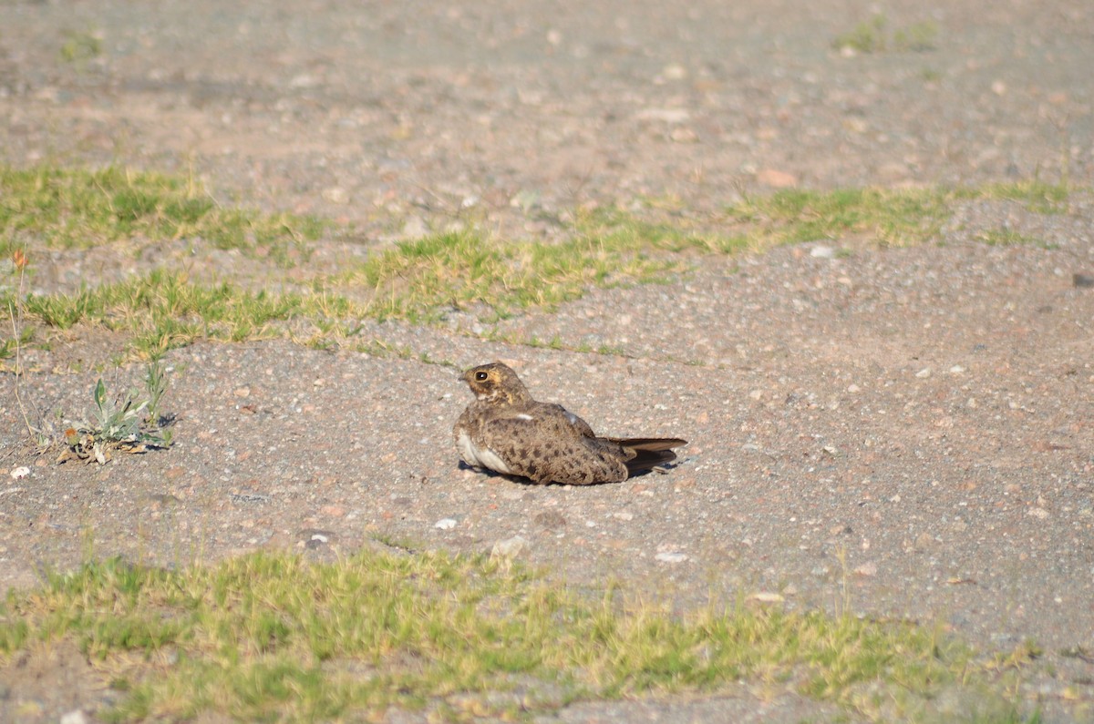 Nacunda Nighthawk - ML646811137