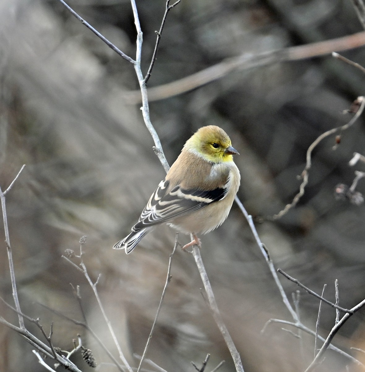 American Goldfinch - ML646811138