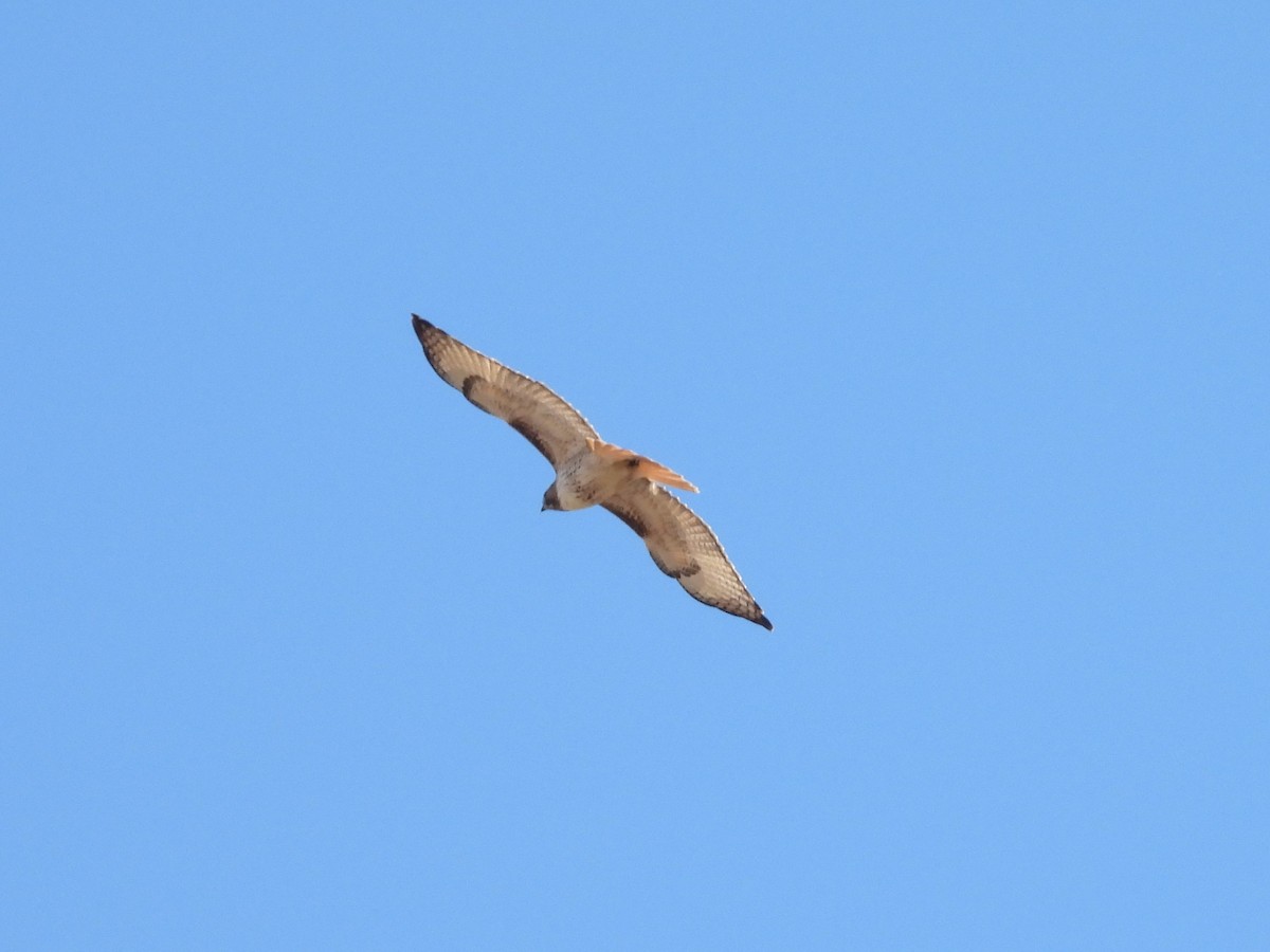 Red-tailed Hawk - ML646811141